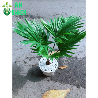Chậu Cây Cọ Kiểng