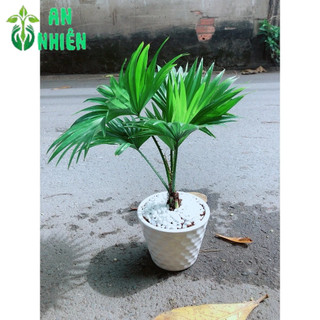 Chậu Cây Cọ Kiểng