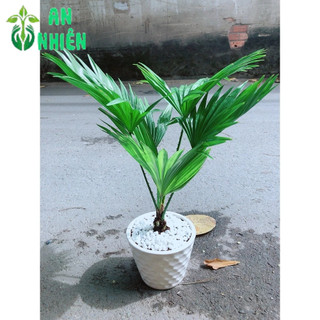 Chậu Cây Cọ Kiểng