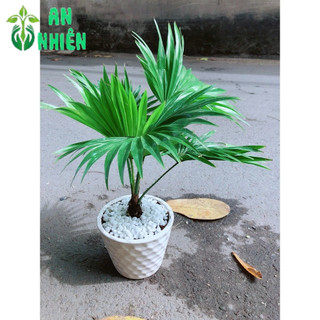 Chậu Cây Cọ Kiểng