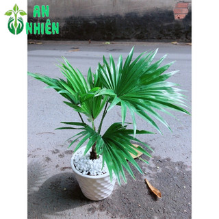 Chậu Cây Cọ Kiểng
