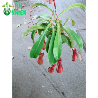 Cây Nắp Ấm