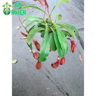 Cây Nắp Ấm