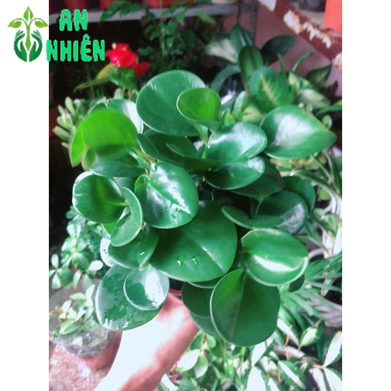 Cây Trường Sinh