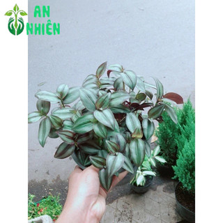 Cây Cây Thằn Lằn Tím