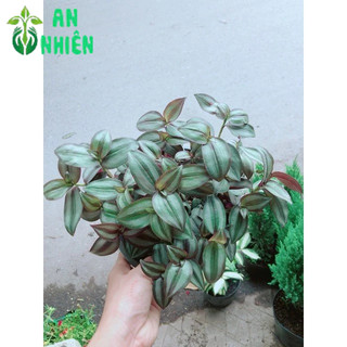 Cây Cây Thằn Lằn Tím