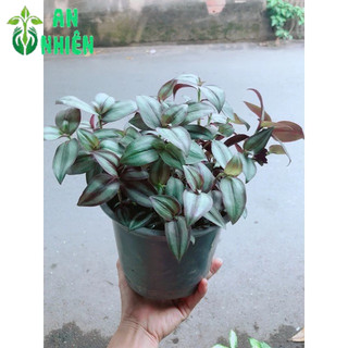Cây Cây Thằn Lằn Tím