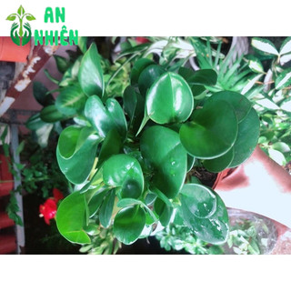 Cây Trường Sinh