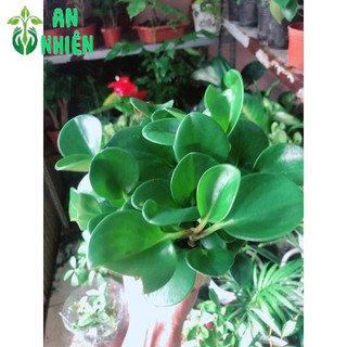 Cây Trường Sinh