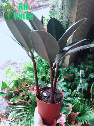 Cây Búp Đa Đỏ