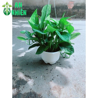 Trầu Bà Lụa