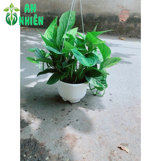 Trầu Bà Lụa