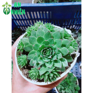 Sen Đá Phật Bà Kèm Chậu Sứ