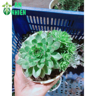Sen Đá Phật Bà Kèm Chậu Sứ