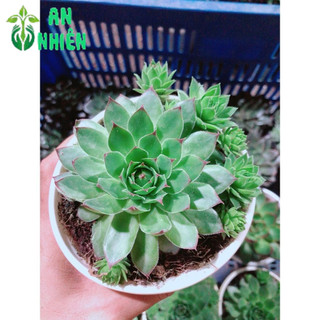 Sen Đá Phật Bà Kèm Chậu Sứ