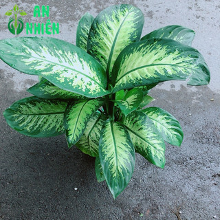 Vạn Niên Thanh Size Lớn