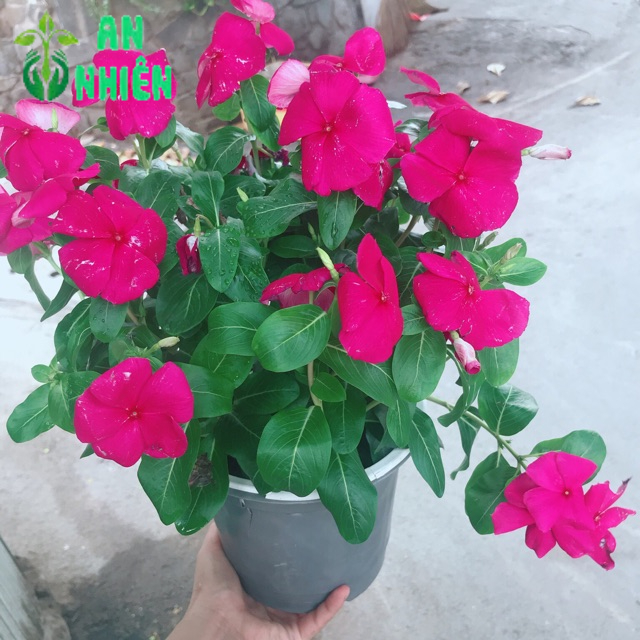 Chậu hoa dừa cạn