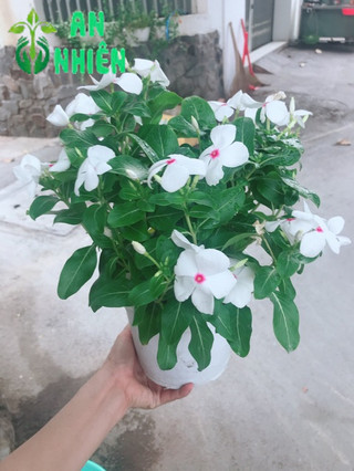 Chậu hoa dừa cạn