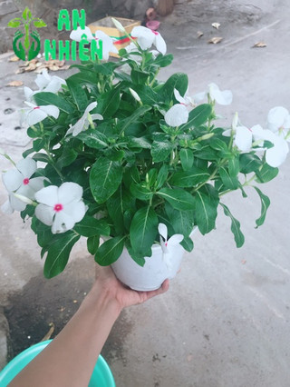 Chậu hoa dừa cạn