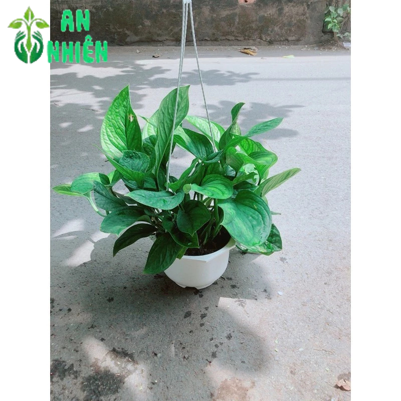 Trầu Bà Lụa