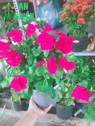 Chậu hoa dừa cạn