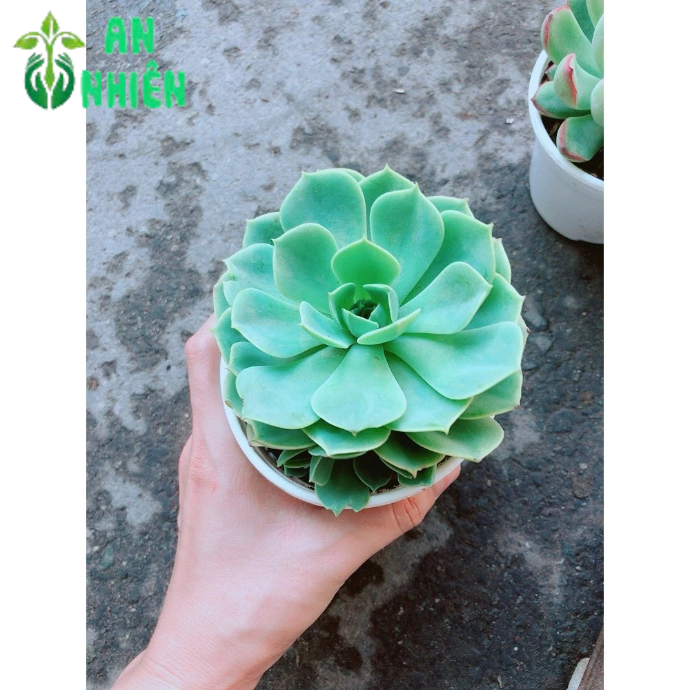 Chậu Sen Đá Xanh Đất