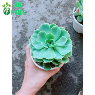 Chậu Sen Đá Xanh Đất