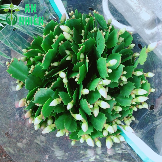 Cây Hoa Tiểu Quỳnh