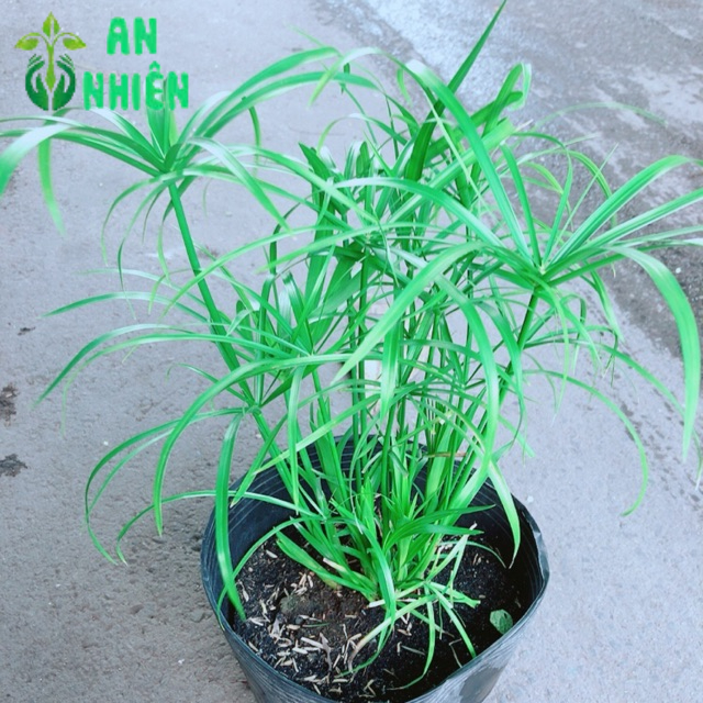 Cây Thuỷ Trúc