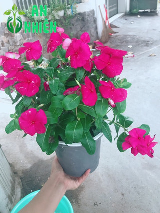 Chậu hoa dừa cạn
