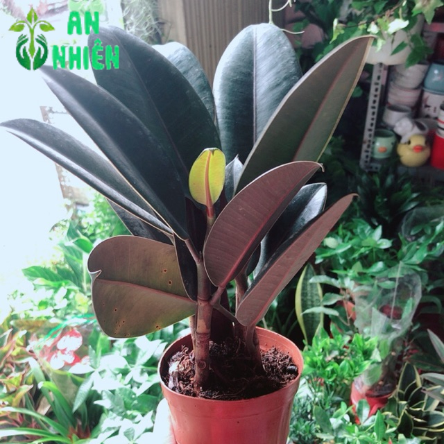 Cây Búp Đa Đỏ