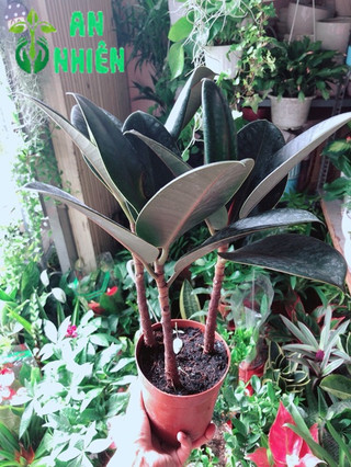 Cây Búp Đa Đỏ