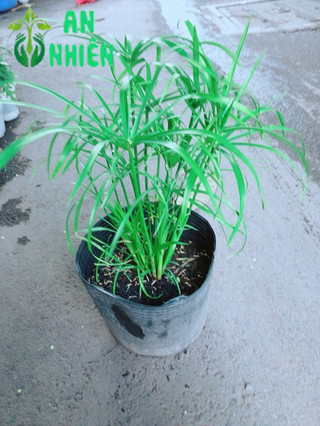 Cây Thuỷ Trúc