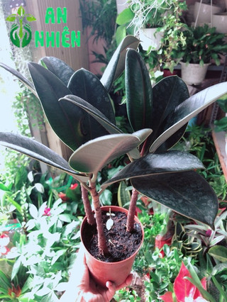 Cây Búp Đa Đỏ
