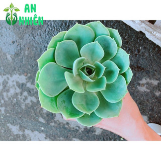 Chậu Sen Đá Xanh Đất