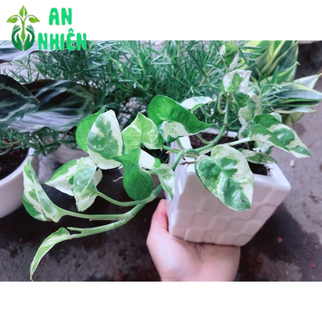 Chậu trầu bà sữa bonsai