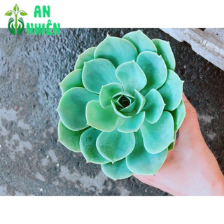 Chậu Sen Đá Xanh Đất