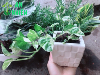 Chậu trầu bà sữa bonsai