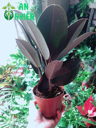 Cây Búp Đa Đỏ