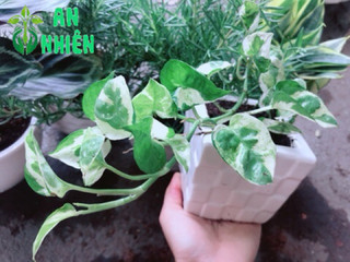 Chậu trầu bà sữa bonsai