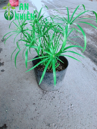 Cây Thuỷ Trúc
