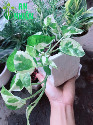 Chậu trầu bà sữa bonsai
