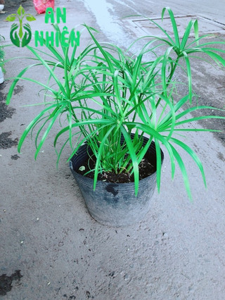 Cây Thuỷ Trúc