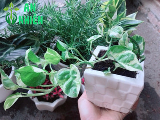Chậu trầu bà sữa bonsai