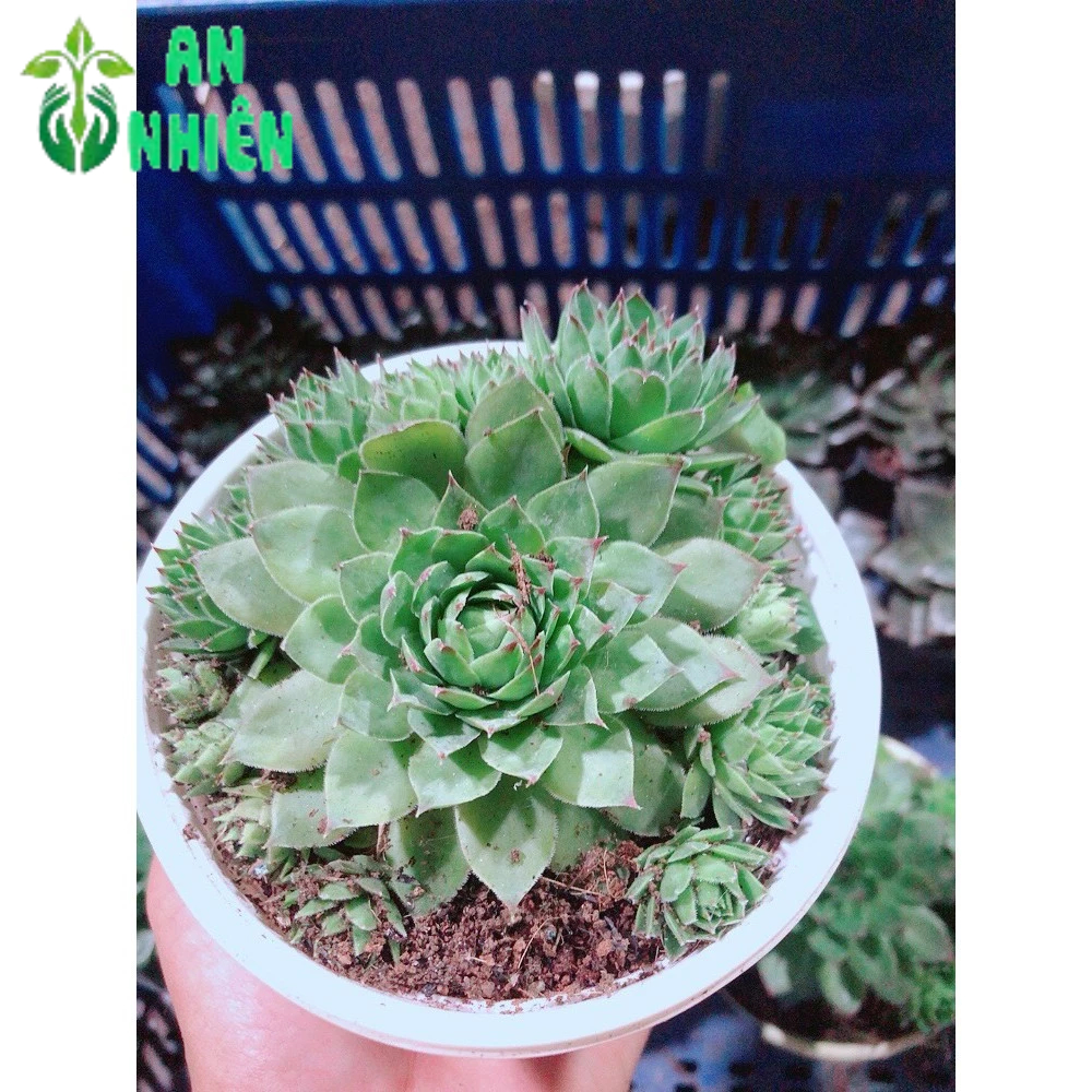 Sen Đá Phật Bà Kèm Chậu Sứ