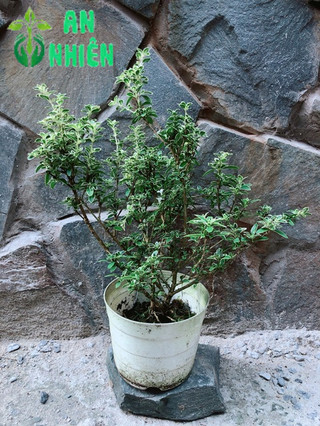 Cây Bạch Tuyết Mai