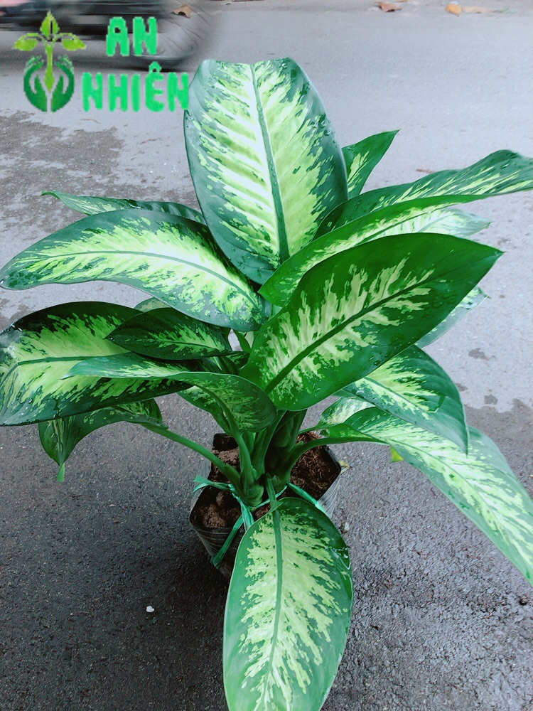 Vạn Niên Thanh Size Lớn