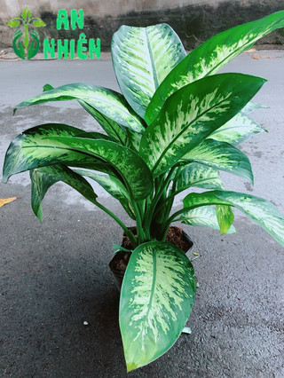 Vạn Niên Thanh Size Lớn