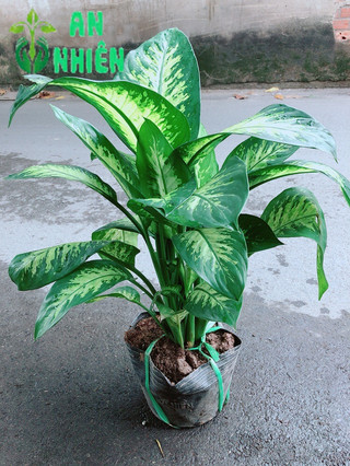 Vạn Niên Thanh Size Lớn