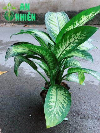 Vạn Niên Thanh Size Lớn